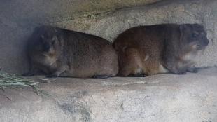 もちとトロロのペアリング