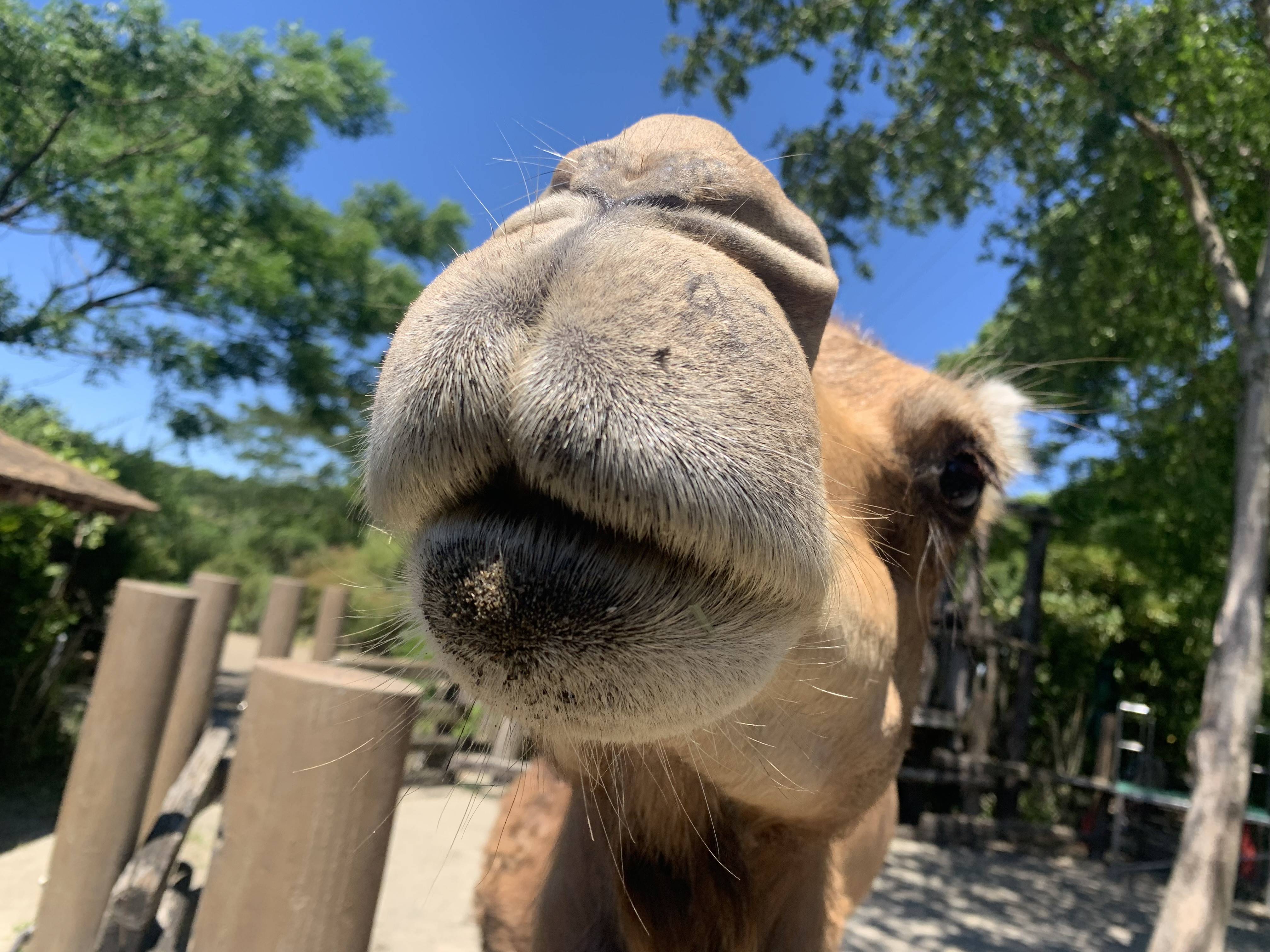 ラクダの熱中症対策の写真