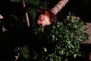 ナイトなセスジキノボリカンガルー