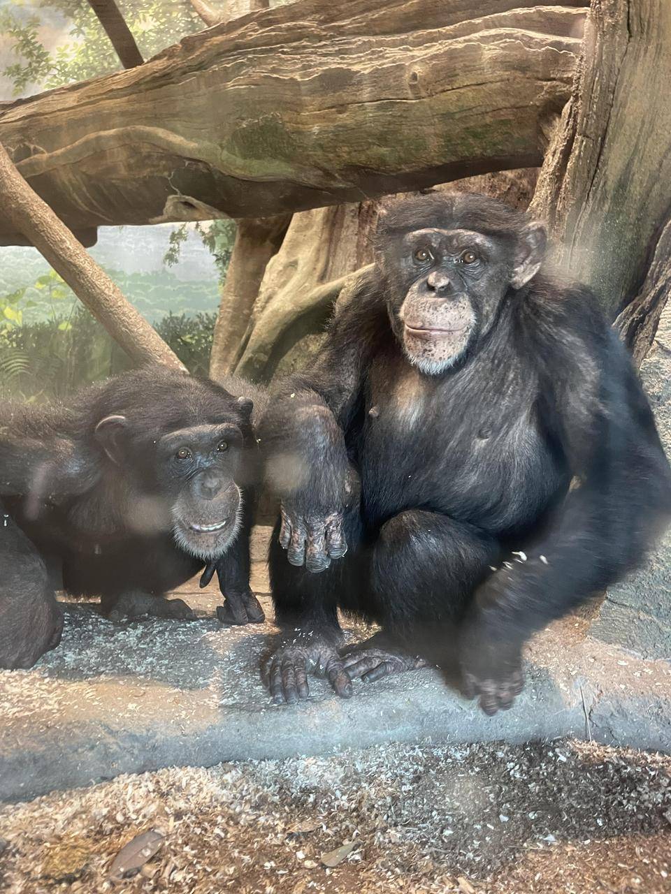 ゴウとマリモは仲良し?の写真