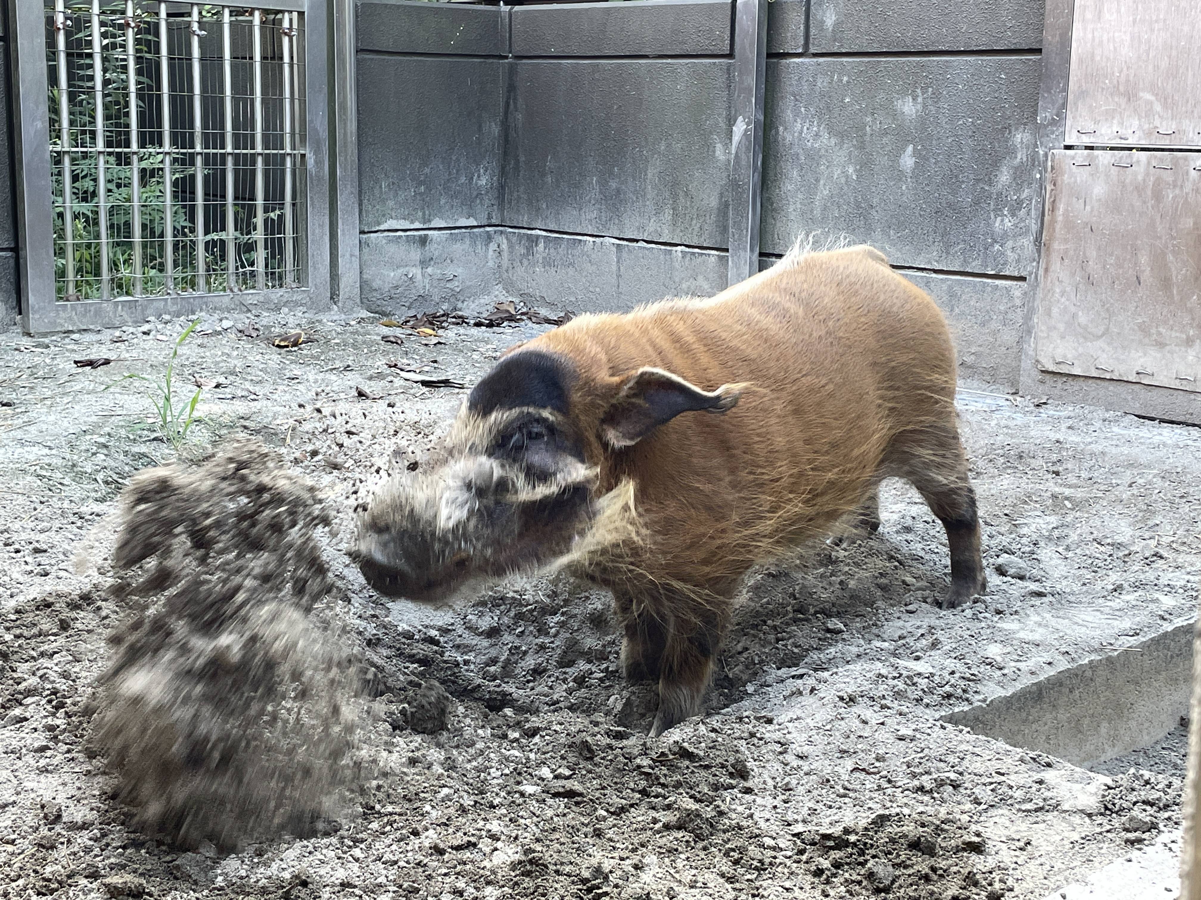 夏バテ気味かな??の写真
