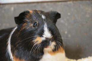 モルモットが見ている世界