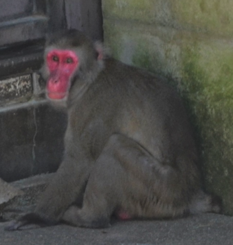 群れの新しい第一位の写真