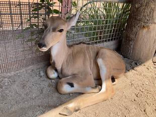 エランドの赤ちゃん誕生!