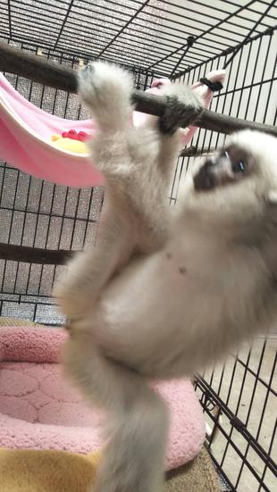 プロイとハンモック