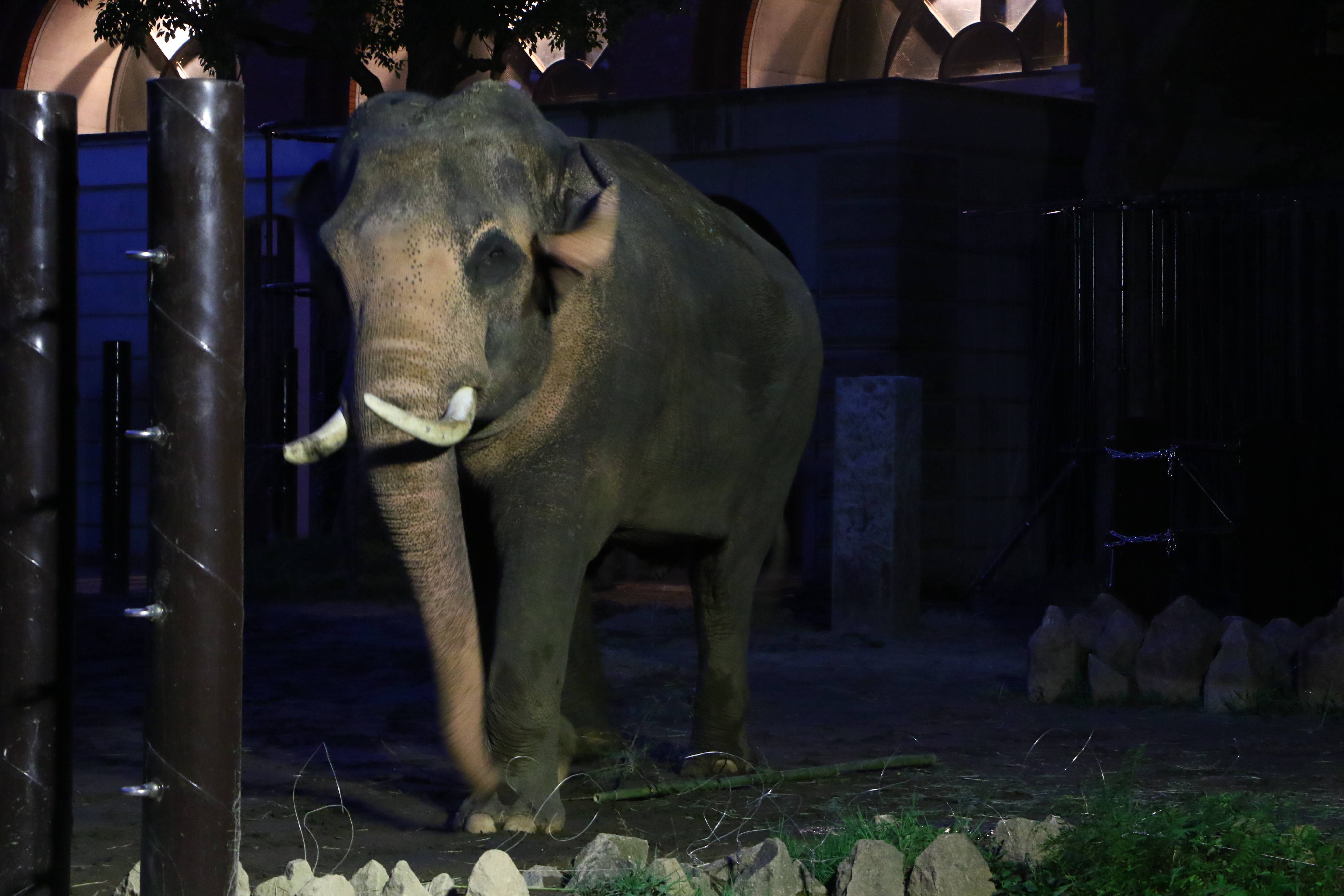 ナイトズーラシアの日のゾウたちの写真