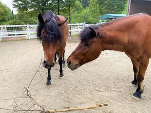 ある日常の一コマ（2頭で放牧編）