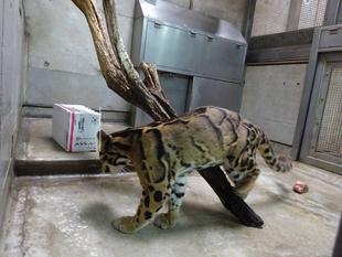 スパイダーに段ボール箱を与えてみました！