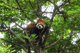 今日は国際レッサーパンダデー☆