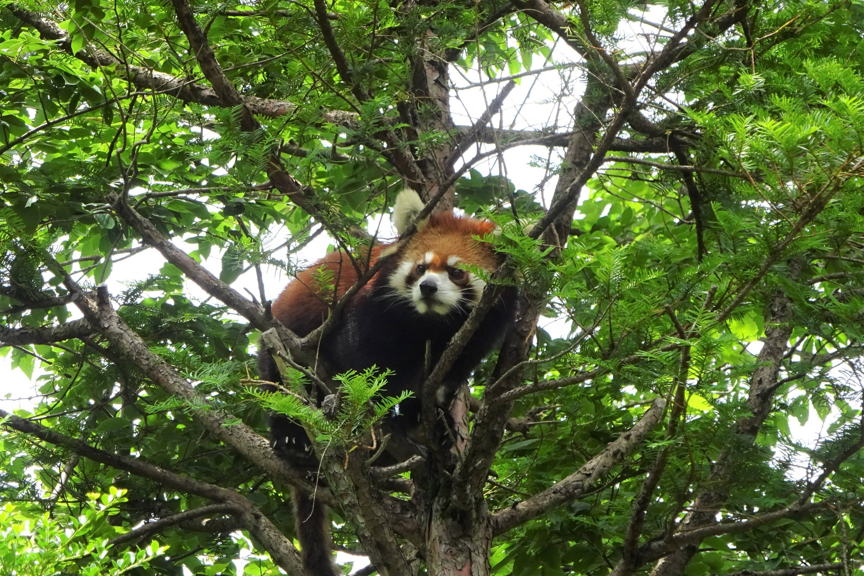今日は国際レッサーパンダデー☆の写真