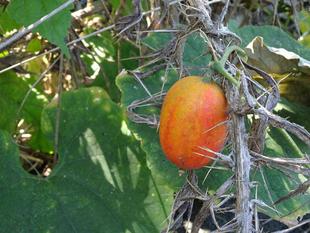 ～　ハッピーハロウィン！？　～