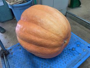 巨大カボチャ届きました！