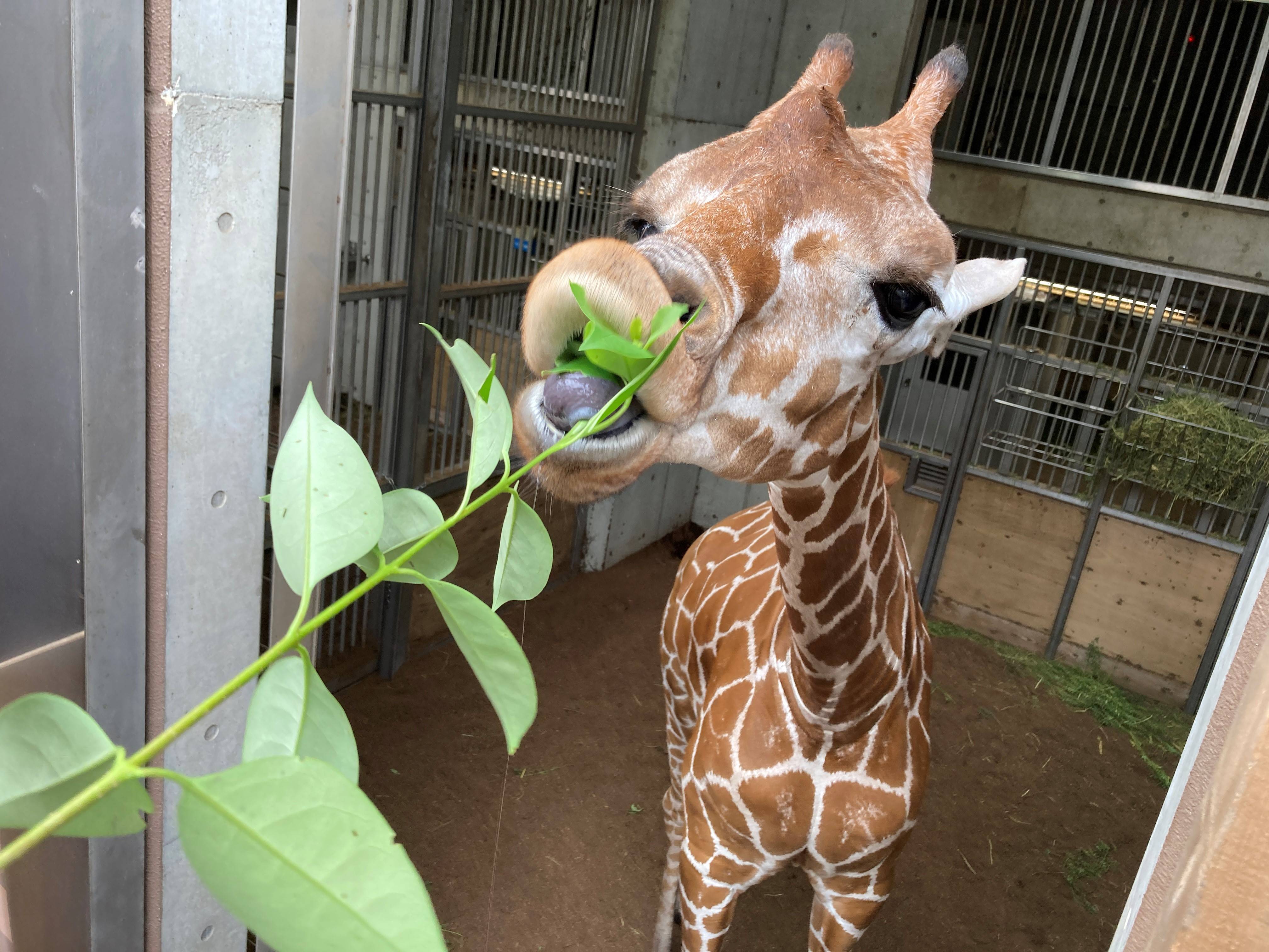 エミリーのお引っ越しの写真