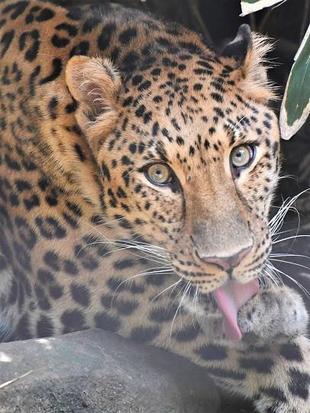 「独断で選ぶズーラシアのイケメンたち」っていうお話