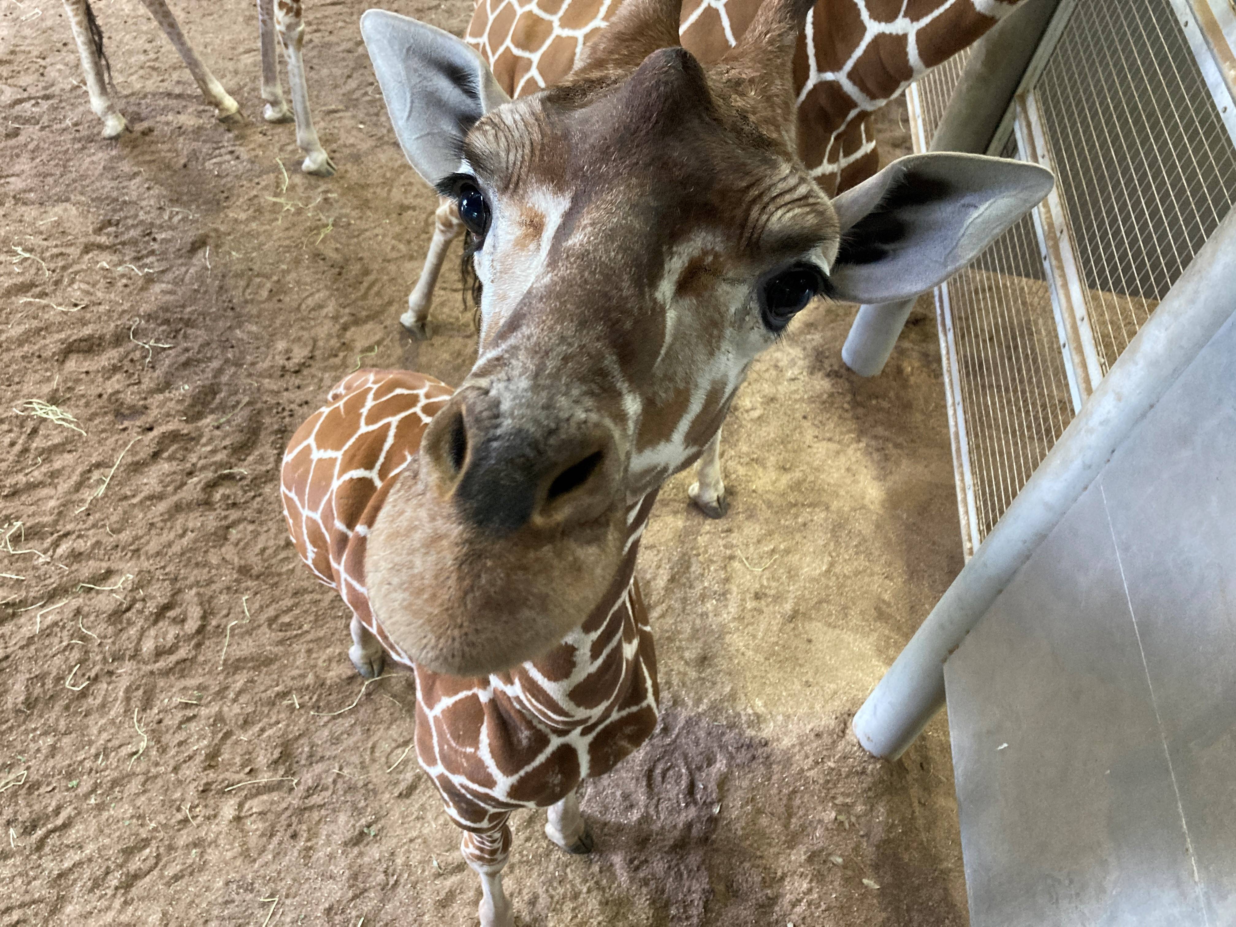 エミリーの思い出②の写真