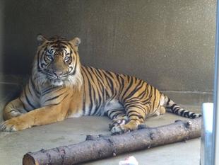 ある朝、毛が抜け落ちていました