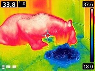 サーモカメラで撮影してみました(*^^)v