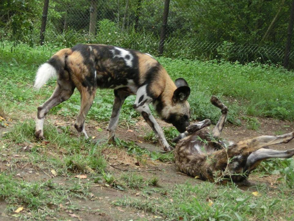 リカオンの同居に動きが!の写真