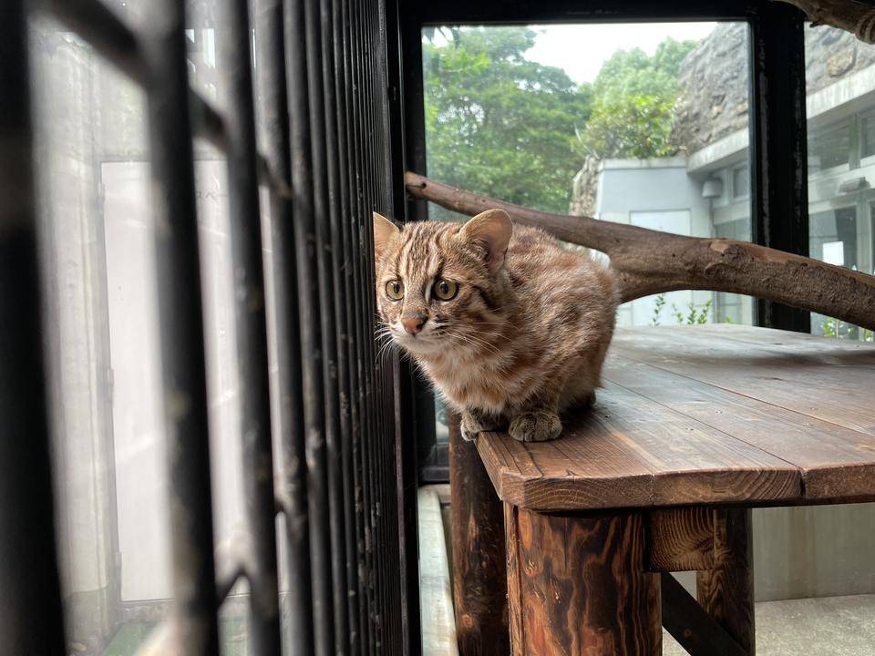 ツシマヤマネコ 赤ちゃん成長記⑯の写真