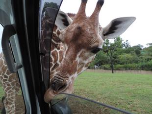 エミリーの思い出①