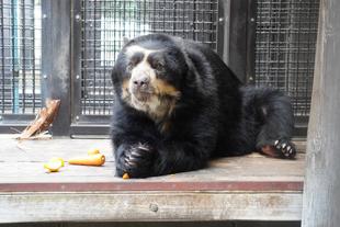 マックス元気です。