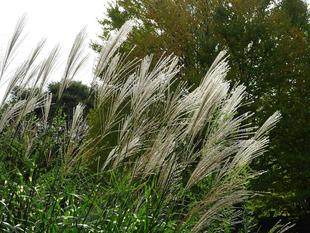 ～　中秋の名月　～