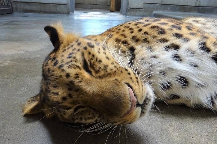 ダッシュ、ぐっすりの写真