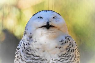 「シロフクロウのユキがめんこい」っていうお話