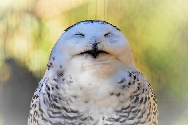 シロフクロウのユキがめんこい っていうお話 ブログdeズーラシア よこはま動物園ズーラシア公式サイト 公益財団法人 横浜市緑の協会