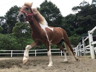 メリーゴーランド