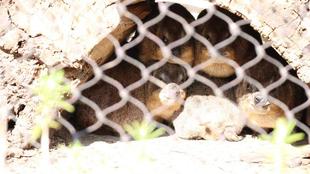 久しぶりの全頭体重測定をしました!