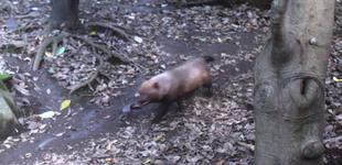 ヤブイヌ通信  あきらめました!