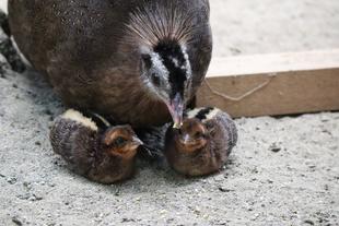 2年連続！！カンムリセイラン2羽誕生☆