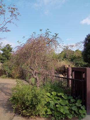 小鳥と木の実の不思議な関係