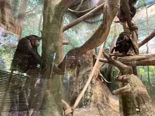 ゴウの群れ入り状況