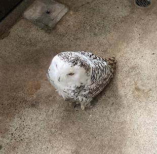 オウルはここにおるよ