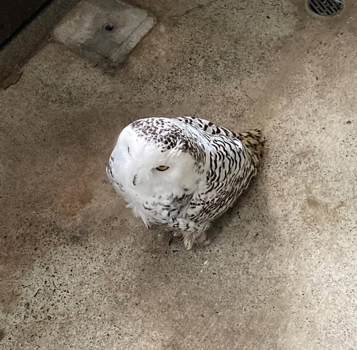 オウルはここにおるよの写真