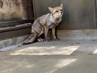 ~カズオ、タヌキ・キツネ舎へお引越し~