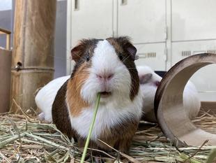 もぐモルタイム