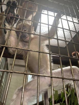 キキのひみつ☆*+。