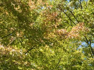 ズーラシアの秋色事情