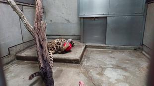 ジョリーボールを破壊するスパイダー