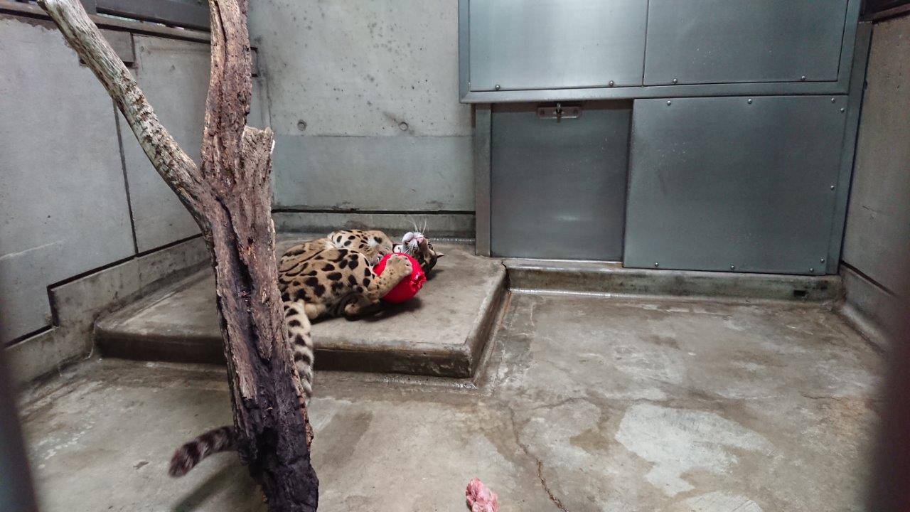 ジョリーボールを破壊するスパイダーの写真