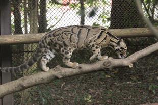 シャイなウンピョウ