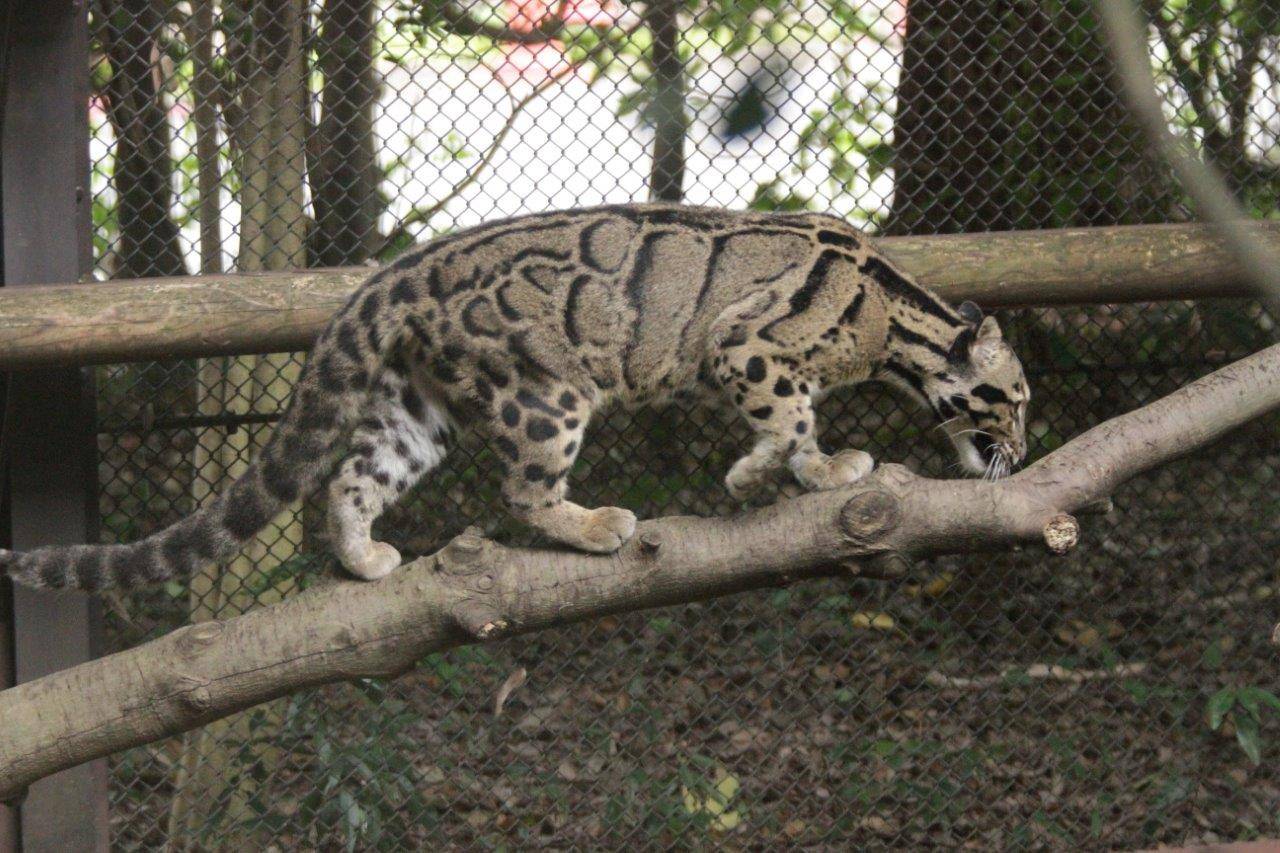 シャイなウンピョウの写真