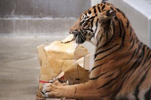 サブ運動場でのラウト・・・②