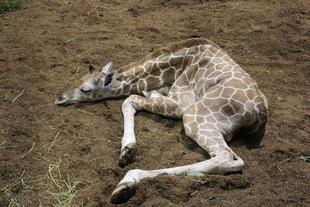 子キリンの寝姿特集