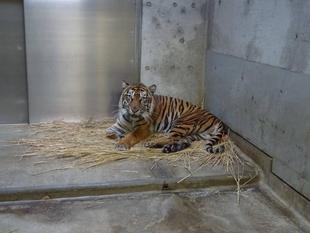 藁の使用を開始しました('ω')ノ