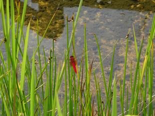 ～　赤とんぼ　～