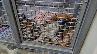 床の上では休まなくなり・・・